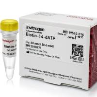 生物素-14-dATP，19524016-50nmol