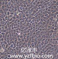 HACAT人永生化表皮细胞