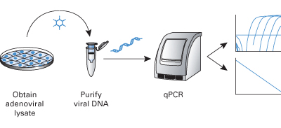 腺病毒滴度测定Adeno-X™ Rapid Titer Ki