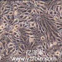 bEnd.3 小鼠脑微血管内皮细胞