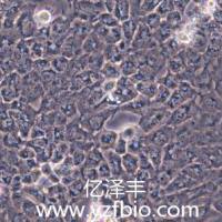 BT-549 人乳腺管癌细胞