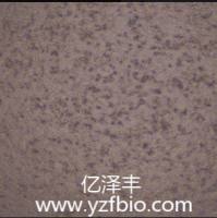 HTR-8/SVneo人绒毛膜滋养层细胞