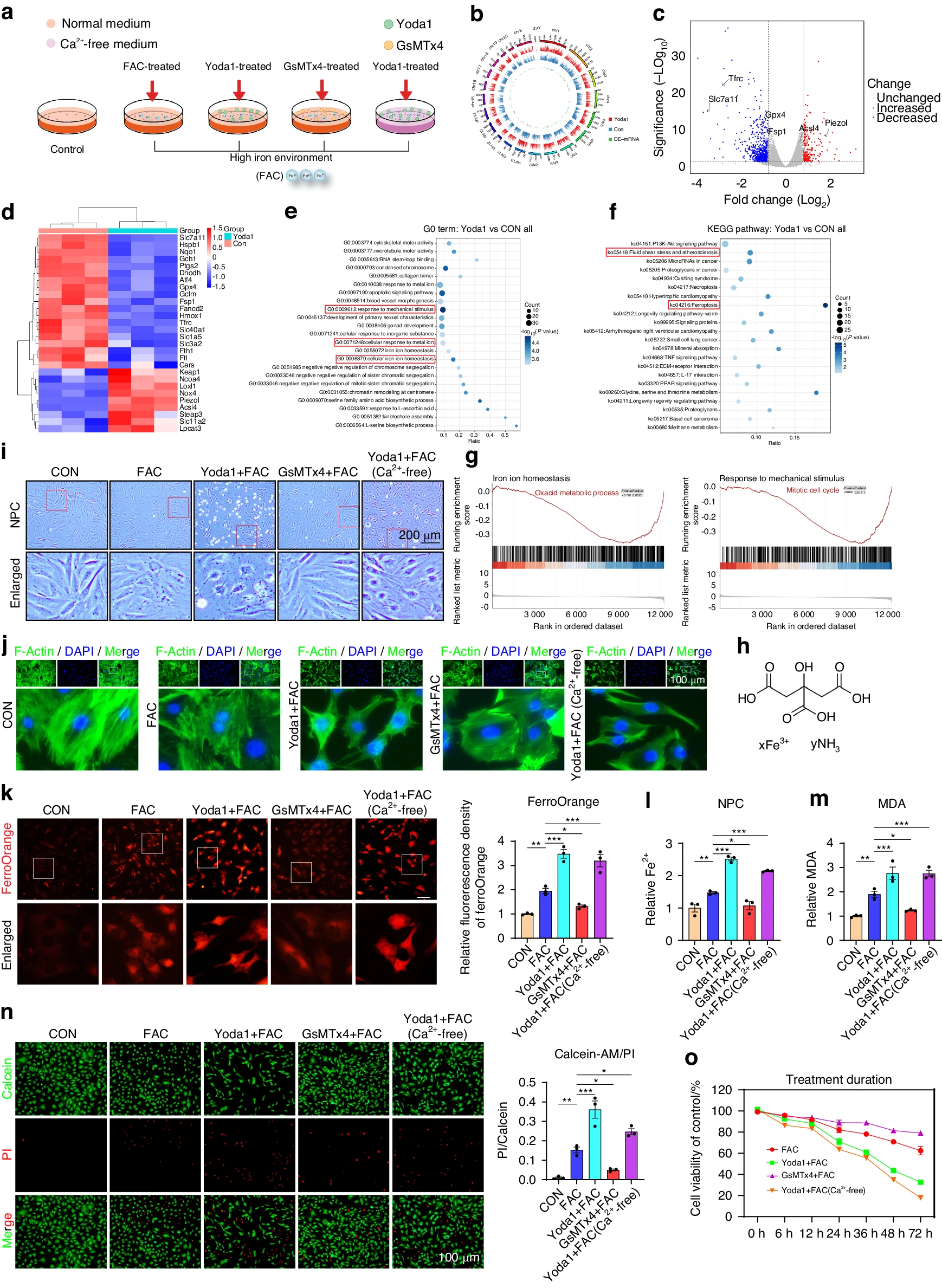 Piezo1 通道通过介导机械应力诱导的铁内流来加剧髓核细胞的铁死亡