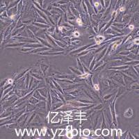 A2058人皮肤癌细胞