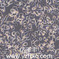 RM-1小鼠前列腺癌细胞