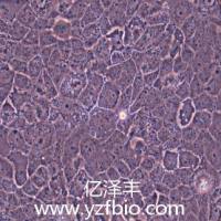 A-431人表皮癌细胞