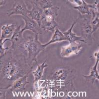 HS-746T人胃癌细胞系