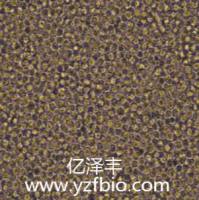 HL-60人原髓细胞白血病细胞