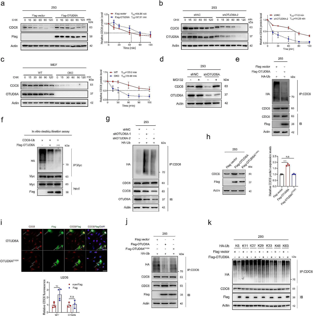 山东大学齐鲁医院等团队揭示CDC6蛋白的去泛素化机制