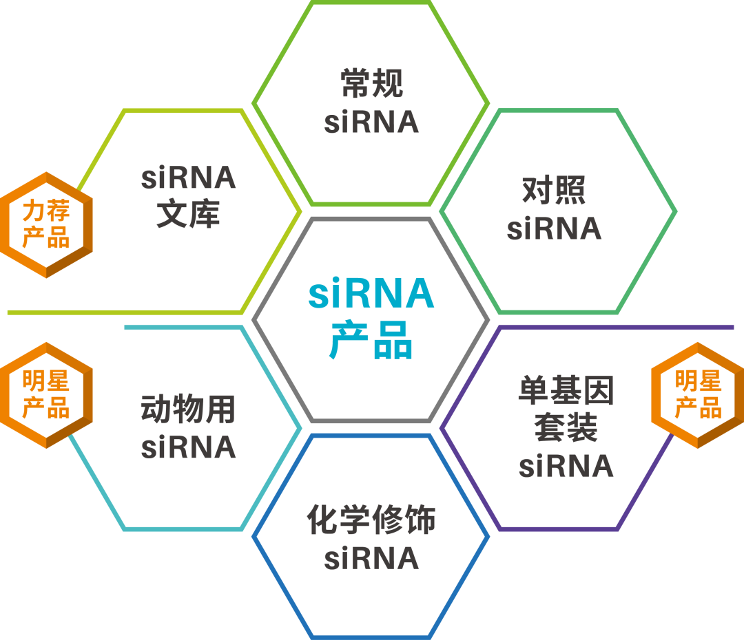 siRNA药物：如何提高其可开发性？