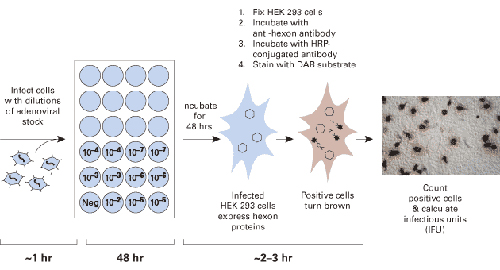 腺病毒滴度测定Adeno-X™ Rapid Titer Ki