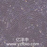 C3H/10T1/2, Clone 8 小鼠胚胎成纤维细胞