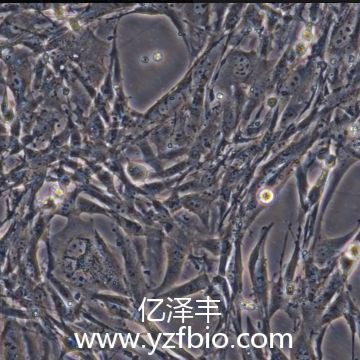 BHK-21仓鼠肾成纤维细胞