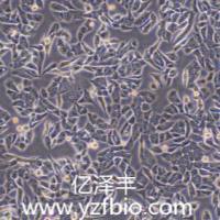 MC3T3-E1 Subclone14小鼠颅顶前骨细胞亚克隆14