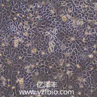 AR42J大鼠胰腺外分泌细胞