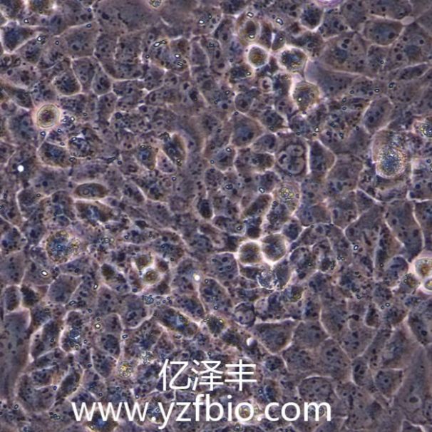 UMR-106大鼠骨肉瘤细胞
