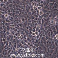 UMR-106大鼠骨肉瘤细胞