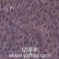 MDCK(NBL-2)狗肾细胞