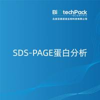 SDS-PAGE蛋白分析