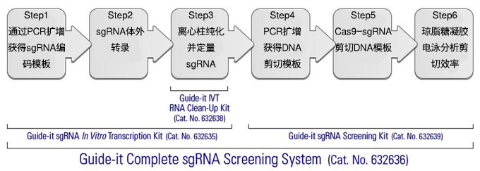 sgRNA体外转录和筛选Guide-it™ sgRNA Sc