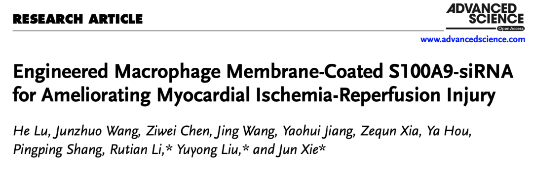 Advanced Science | 工程巨噬细胞膜包裹siRNA改善心肌缺血再灌注损伤