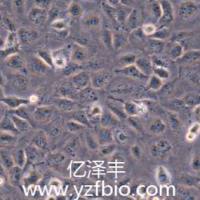 T24 人膀胱移行细胞癌细胞