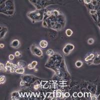 266-6小鼠胰腺腺泡癌细胞