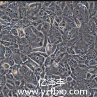 769-P 人肾细胞腺癌细胞