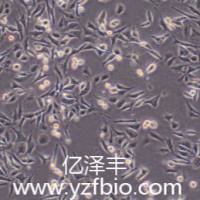 SV40 MES 13小鼠肾小球系膜细胞