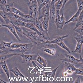 MG-63人骨肉瘤细胞