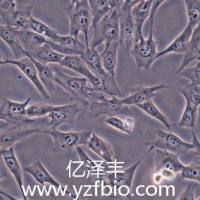 MG-63人骨肉瘤细胞