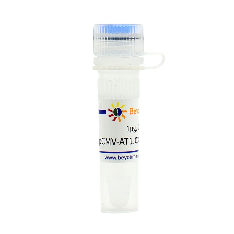 pCMV-NLS-AT1.03 (细胞核ATP荧光探针)
