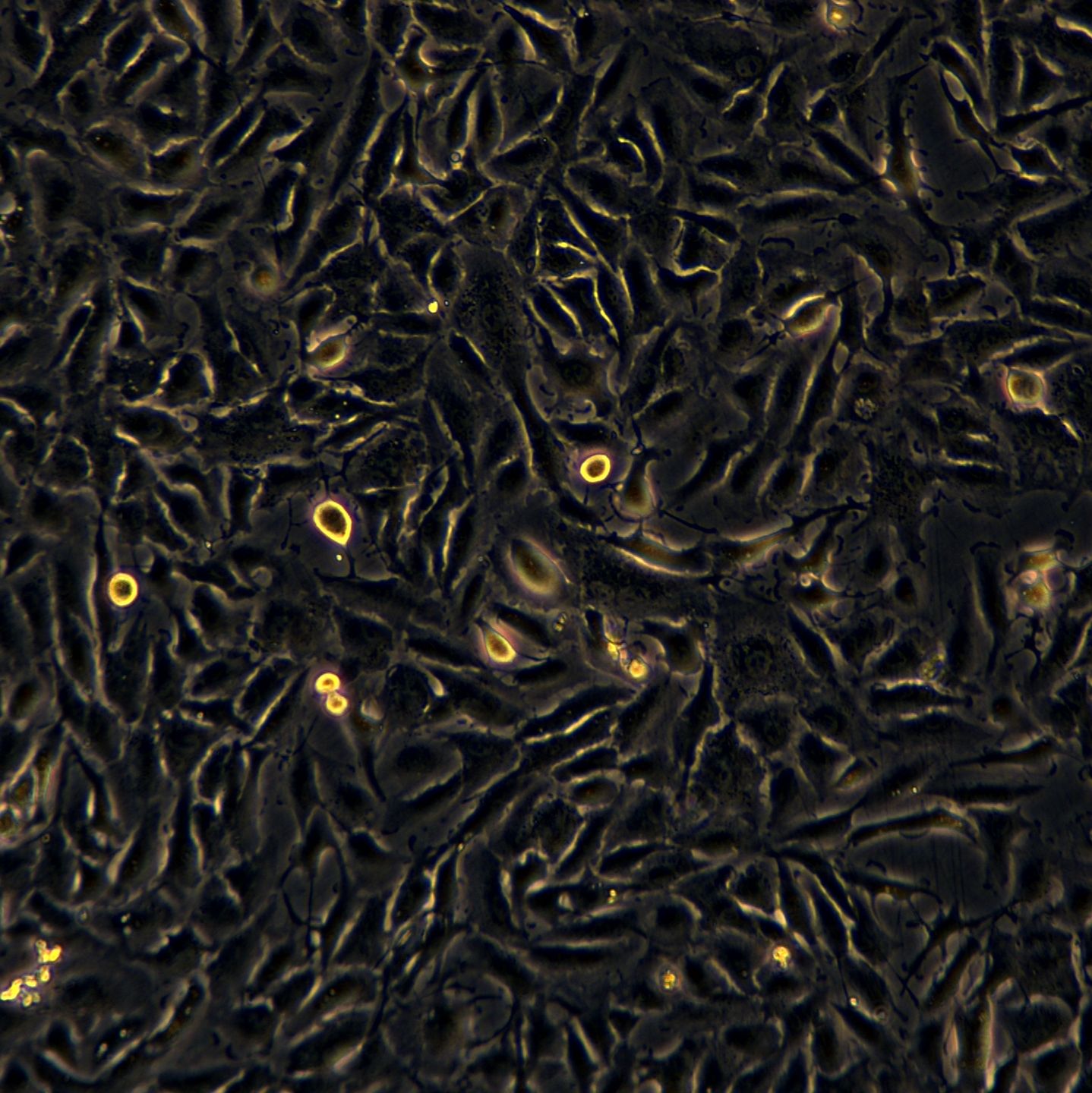 A498细胞敲除hCBX7基因细胞系