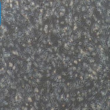 小鼠脾源性内皮祖细胞(原代细胞)