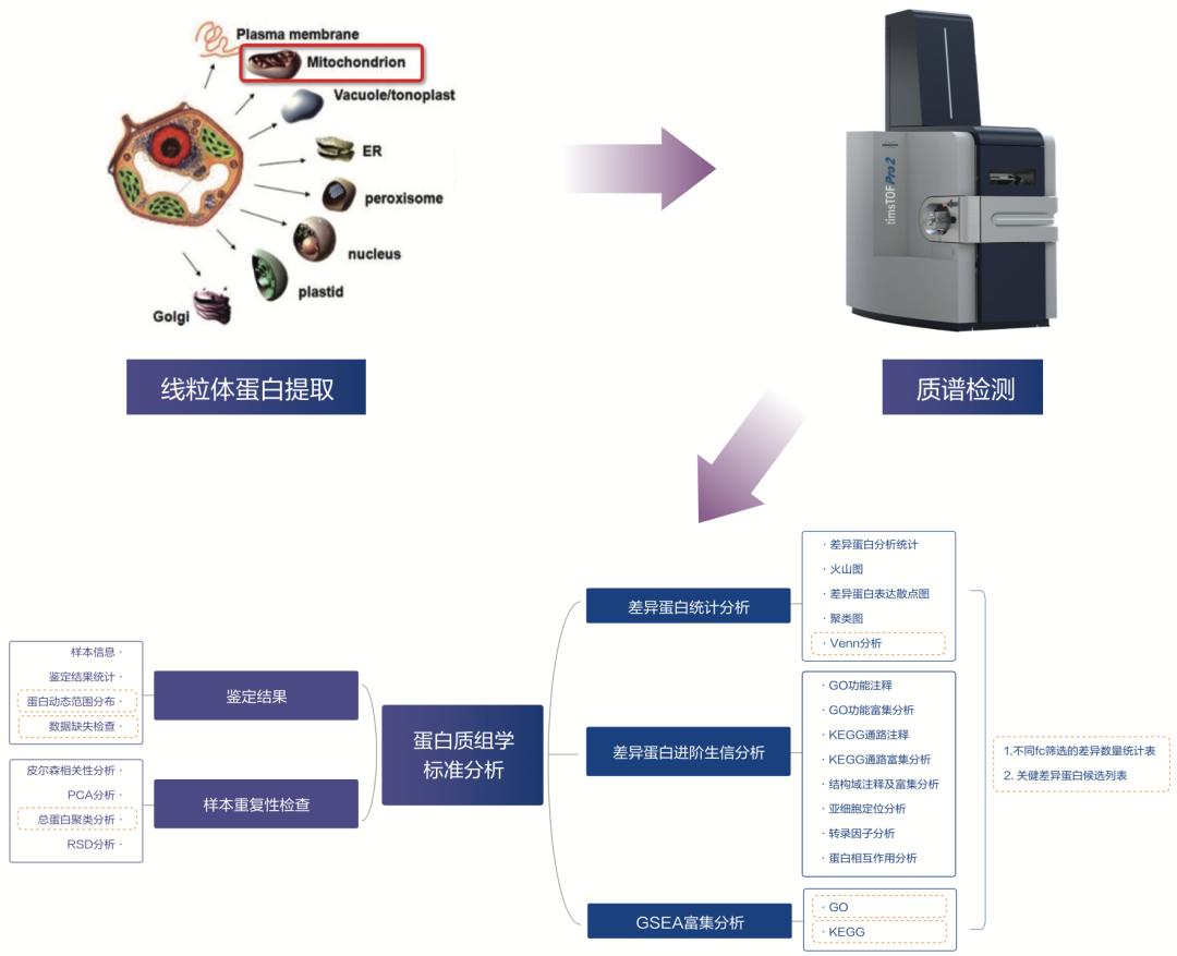 线粒体蛋白组学——助力线粒体研究