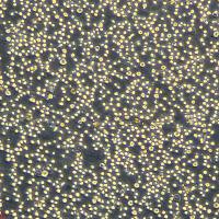 THP-1细胞敲除hLINC01355基因细胞系