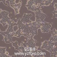 293T [HEK-293T] 人胚肾细胞