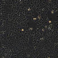 AML12细胞敲除mIgf2基因细胞系