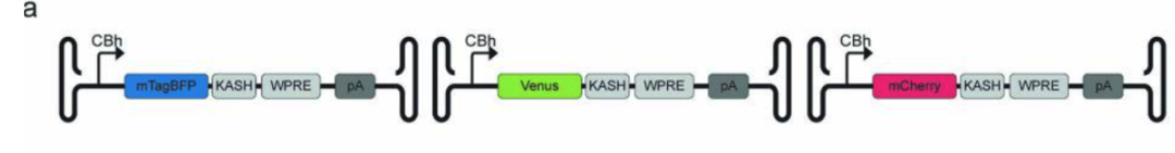 文库感染预实验