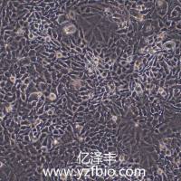 HELA人宫颈癌细胞