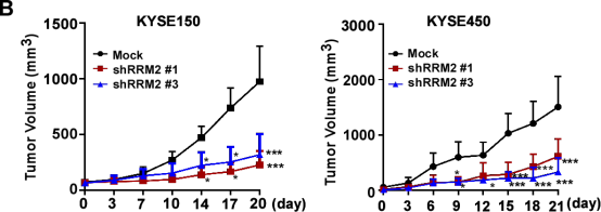郑州大学团队发现联苯苄唑通过靶向HuR/RRM2轴抑制ESCC增殖的分子机制