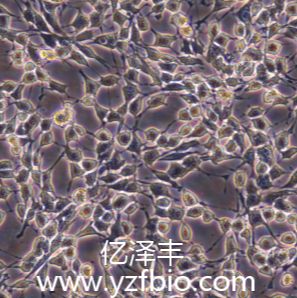 ATDC5小鼠成软骨细胞
