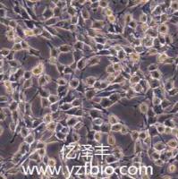 ATDC5小鼠成软骨细胞