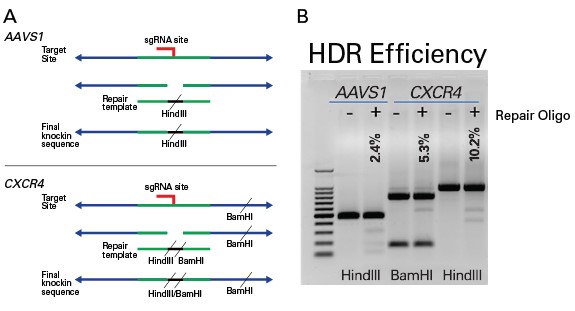 重组Cas9蛋白质Guide-it™ Recombinant