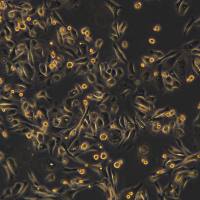 PC-3细胞敲除hTRAF4 基因细胞系