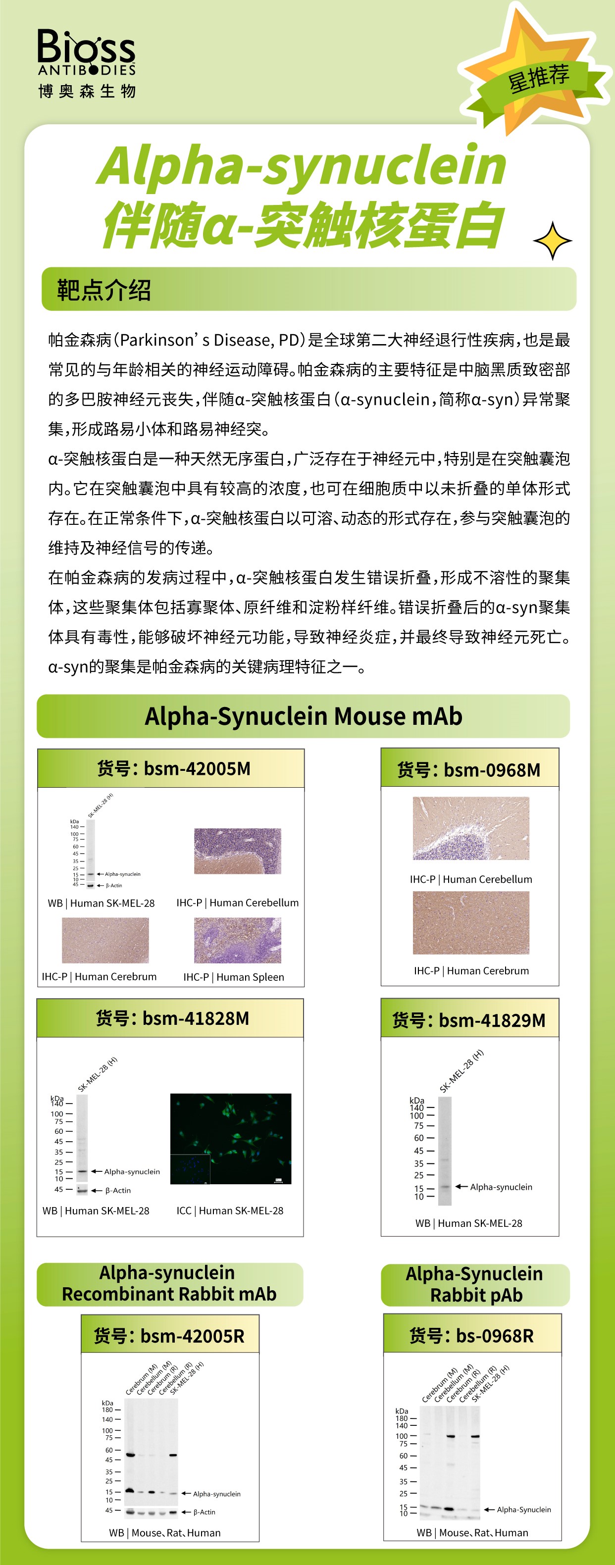 Bioss 星推荐 | Alpha-synuclein