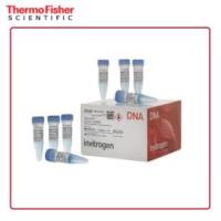 Gibco Zeocin R25005 筛选试剂 抗生素 50 mL