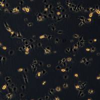 cos7细胞敲除veMIEF2基因细胞株