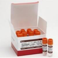 Gibco  嘌呤霉素盐酸盐 抗生素 A1113803 10 样品瓶