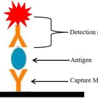 鼠疫耶尔森氏菌F1蛋白单抗配对